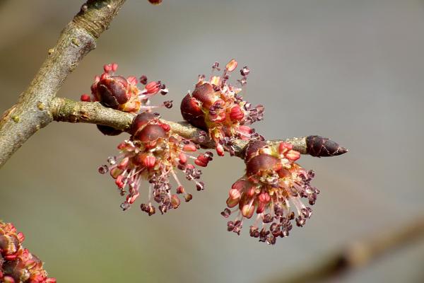 Annexe fleur Photo J Maréchal.jpg