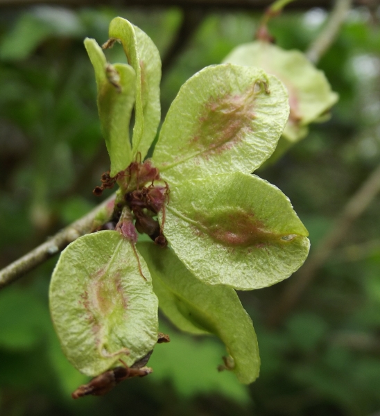 Annexe fruits photo JC Echardour.jpg