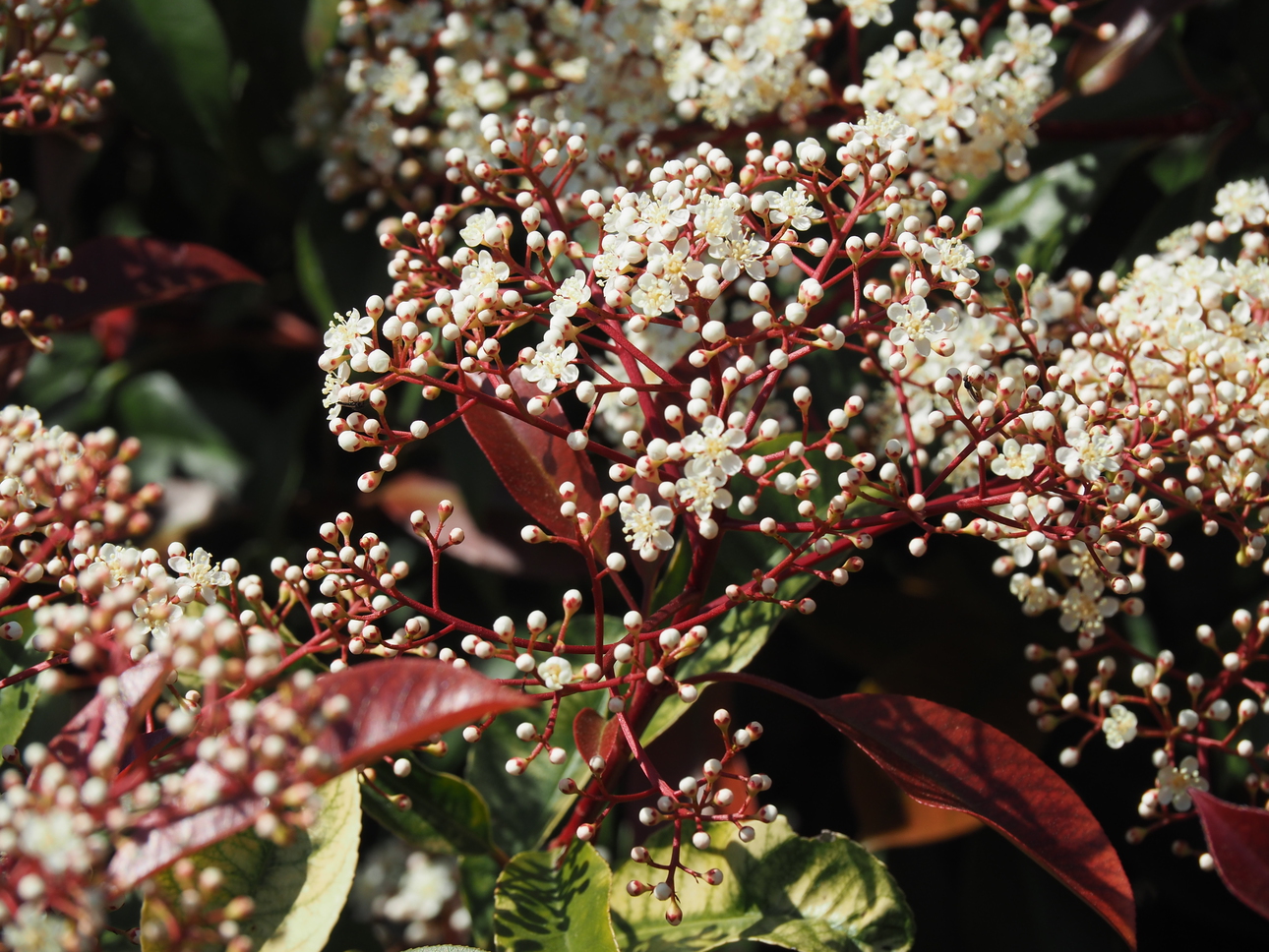 Annexe P1010093-ConvertImage.jpg