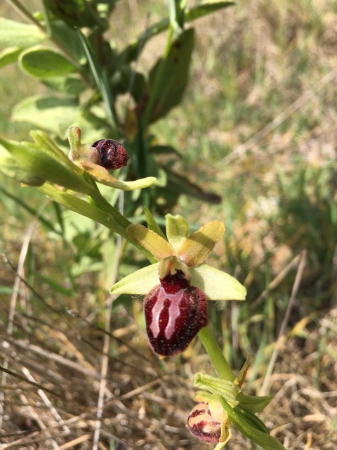 Annexe IMG_8064.jpeg