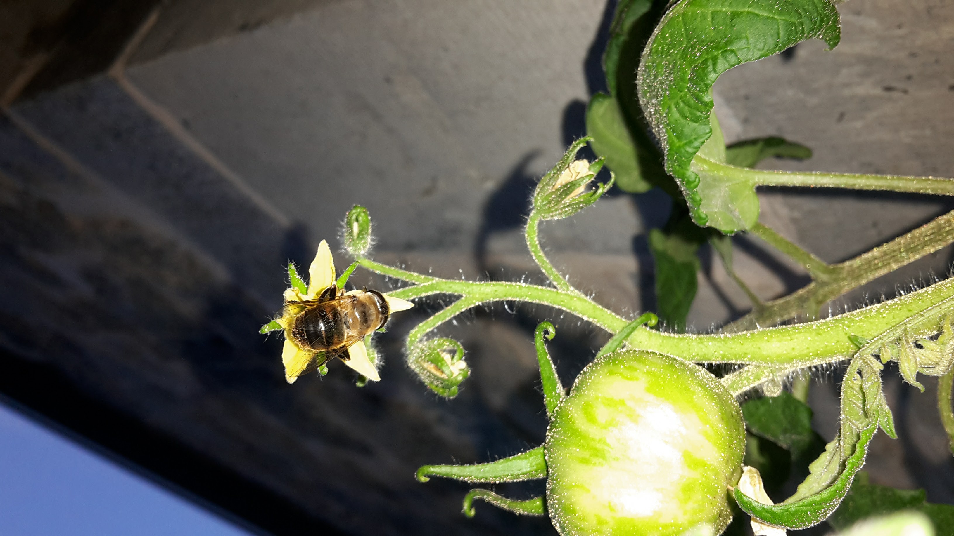 Annexe 20160725_210619.jpg