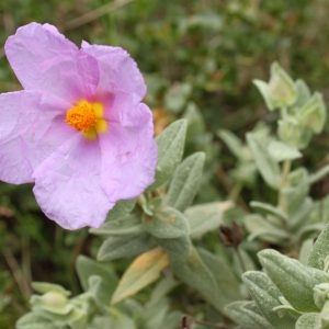 Annexe cistus albidus.jpg