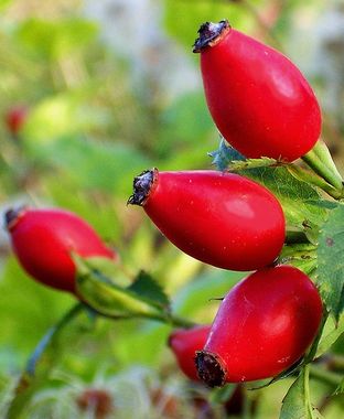 Annexe Eglantier.jpg