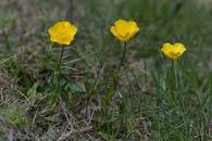 Annexe Photo Renoncule ou Renonculus L..jpg