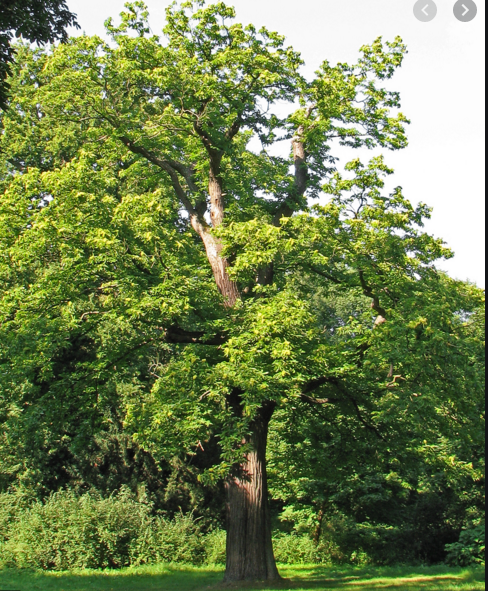 Annexe Capture d’écran 2020-04-09 à 16.32.49.png