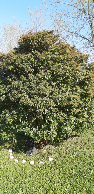 Annexe 20200409_175018 (311x640).jpg