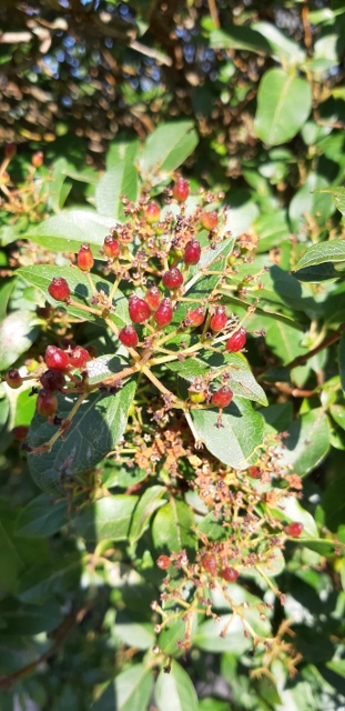 Annexe 20200409_175030 (311x640).jpg