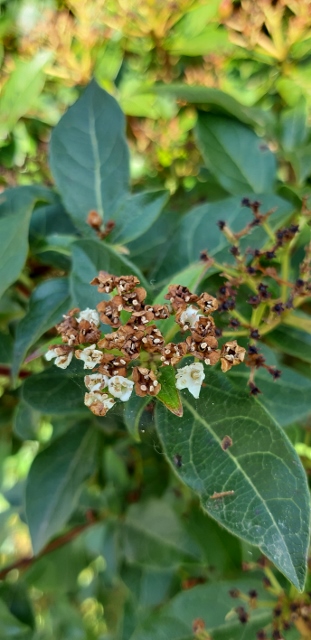 Annexe 20200409_175206 (311x640).jpg