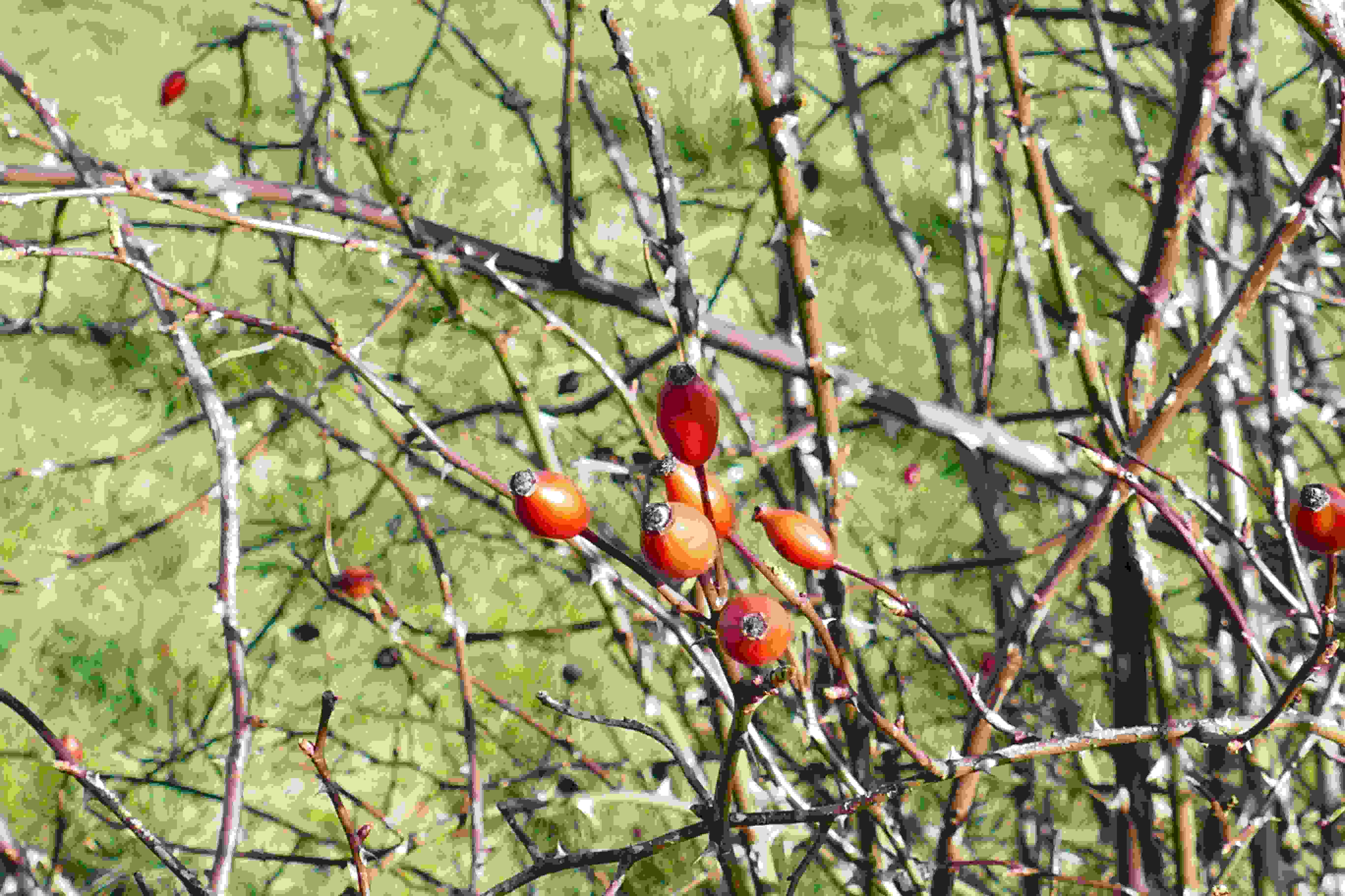 Annexe P1080744G.JPG