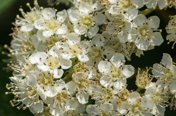 Annexe Fleurs en corymbe du sorbier des oiseaux.jpg
