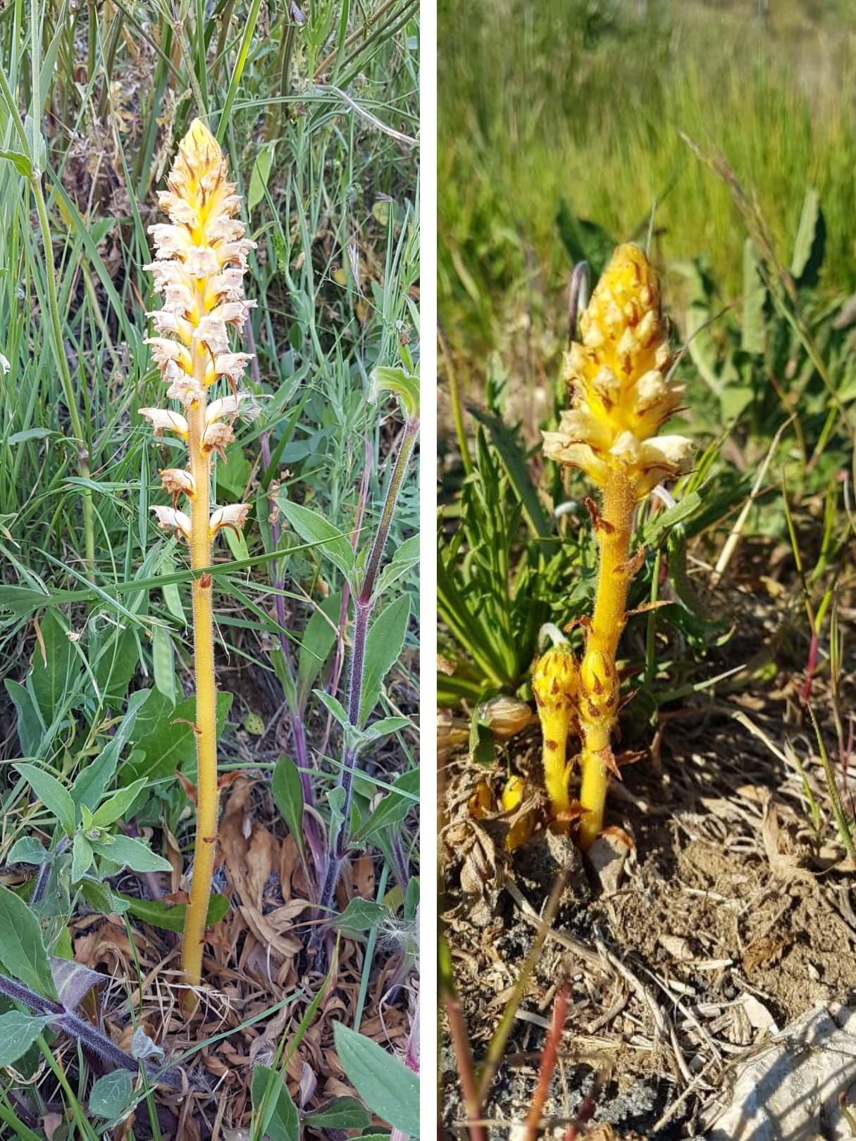 Annexe orobanche.jpg