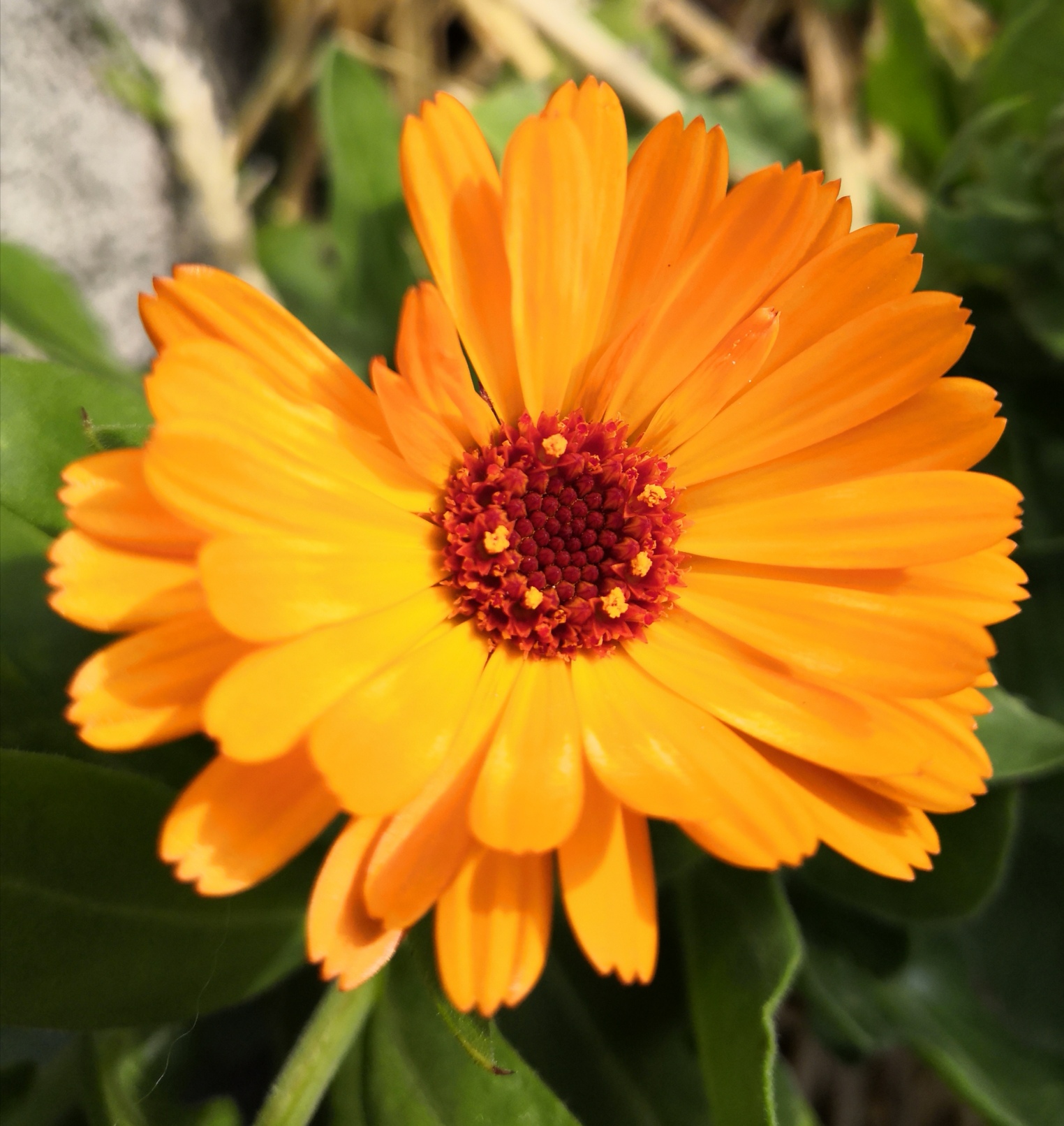 Annexe Calendula .jpg