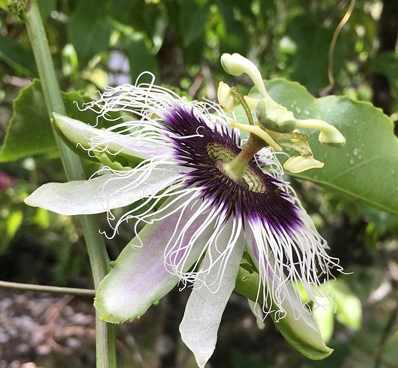 Annexe 1024px-Fleur_de_grenadille (2).jpg