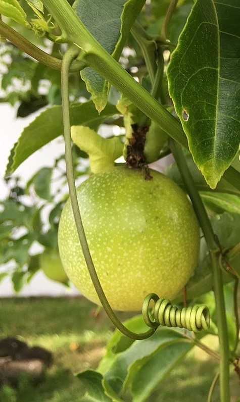 Annexe 1024px-Fruit_de_la_passion_1 (2).jpg
