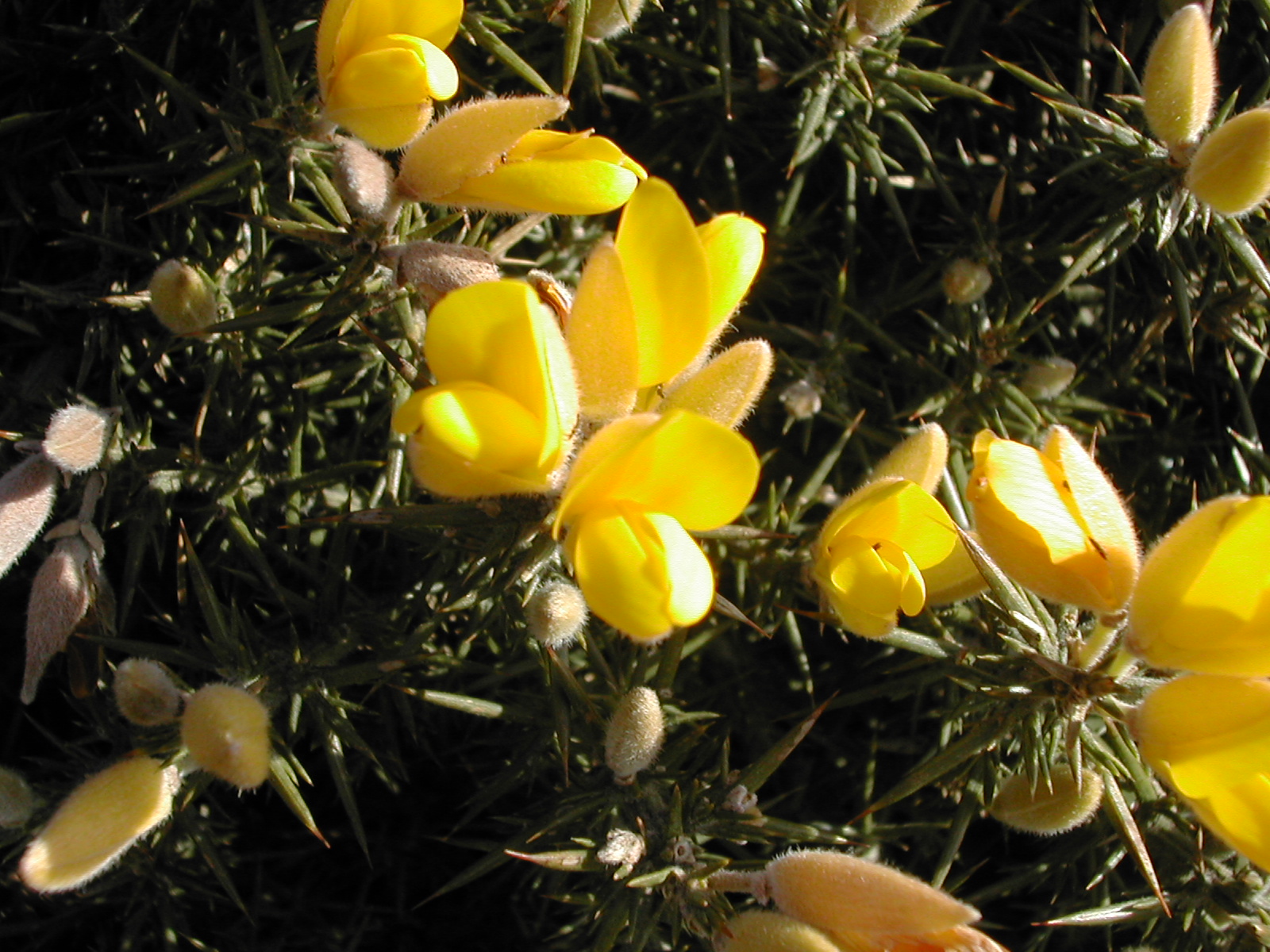 Annexe httpsapi.tela-botanica.orgimg000045971O.jpg