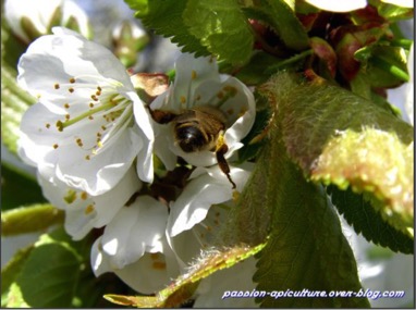 Annexe labeille et le cerisier.jpg