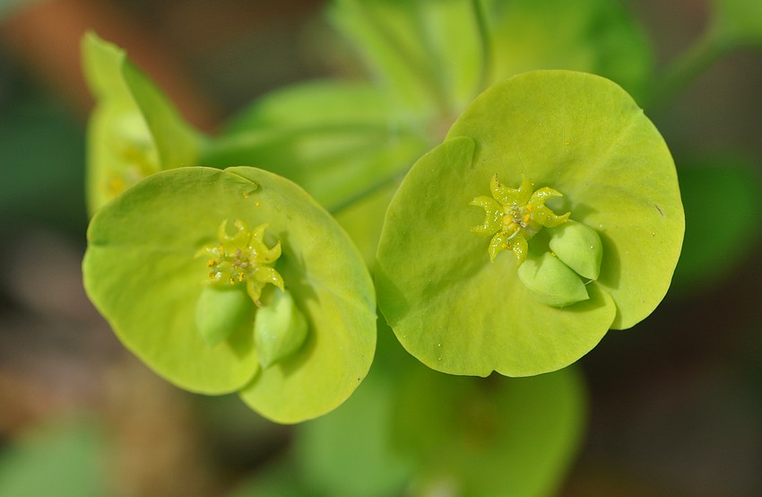 Annexe Euphorbia amygdaloides.jpg