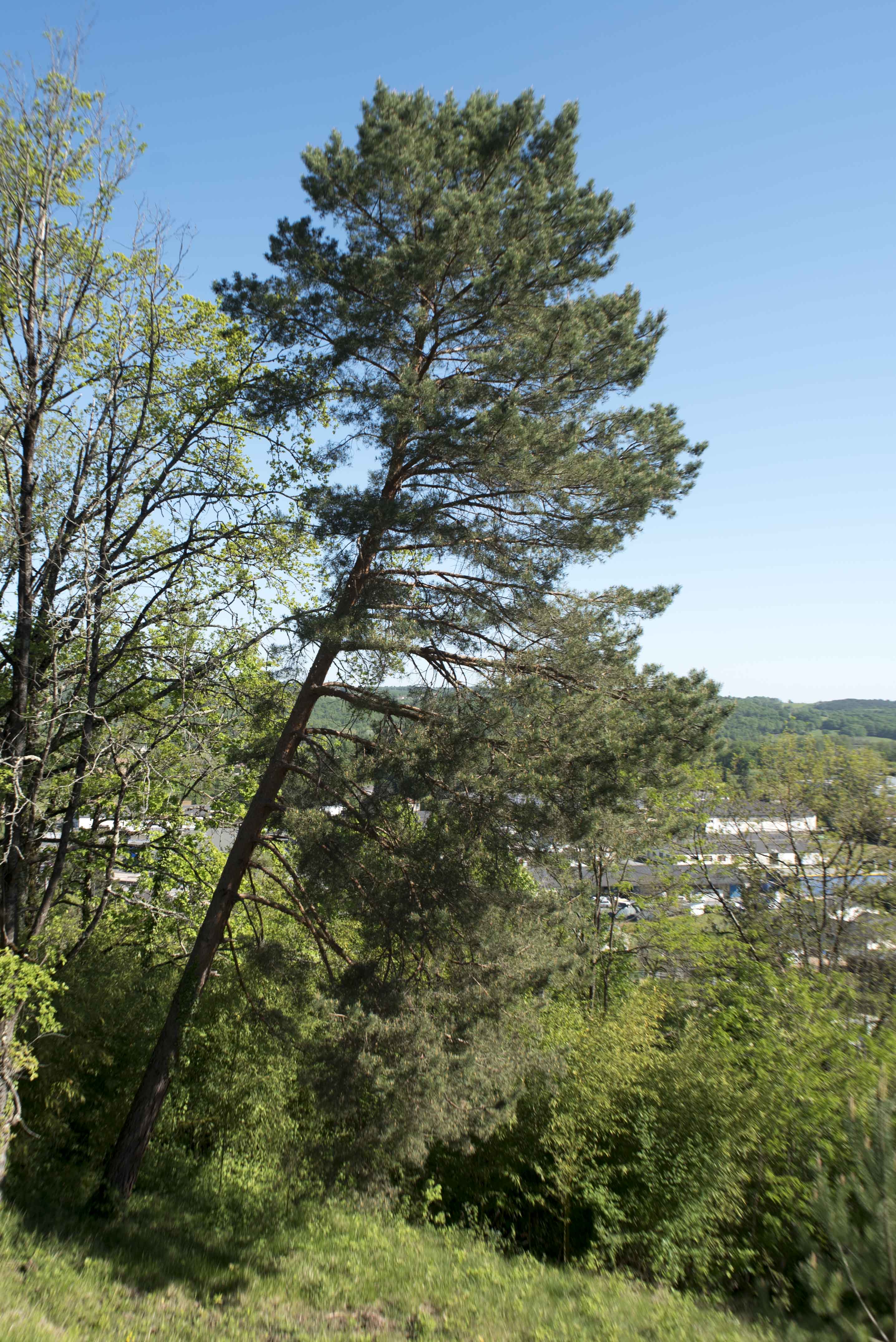 Annexe pin DSC_850415 avril 2020.jpg