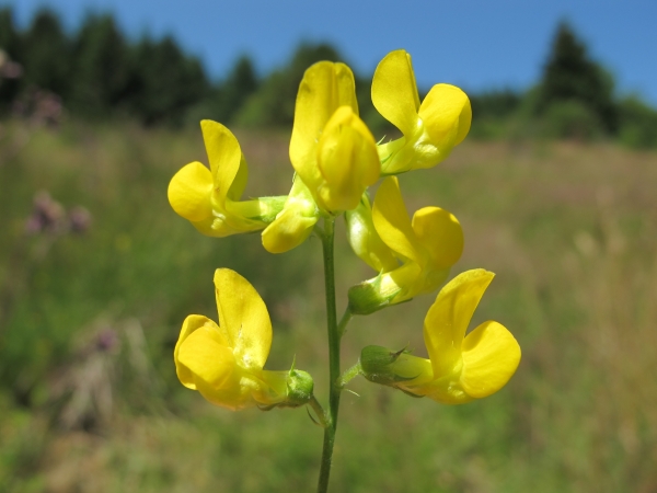 Annexe img_000098170L.jpg