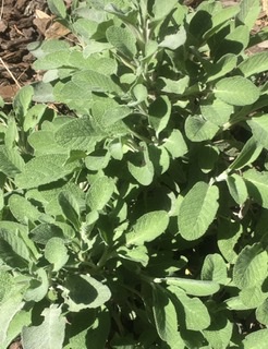 Annexe 4FAC3328-DEFE-451E-8D7B-8F8CF9003100.jpeg