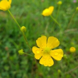 Annexe ranunculus acris L . Photo F. Heinrich.jpg