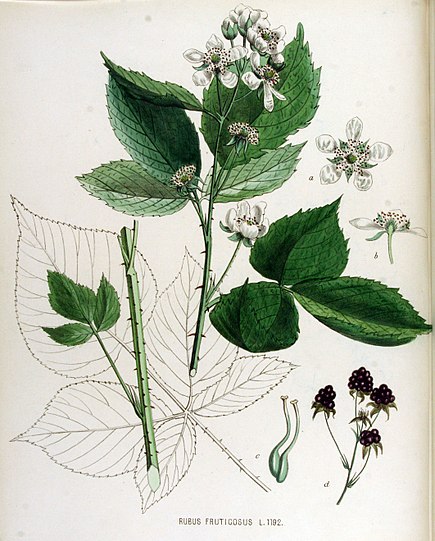 Annexe Ronce commune Rubus_fruticosus.jpg