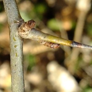 Annexe aubépine à un style - épines.jpg