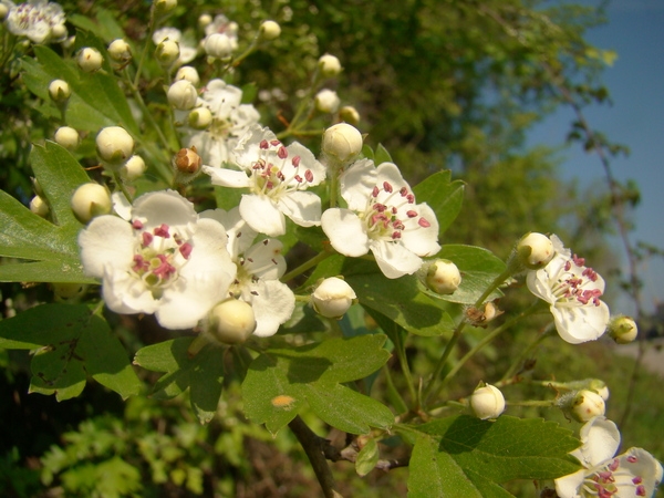 Annexe aubépine à un style - fleurs.jpg