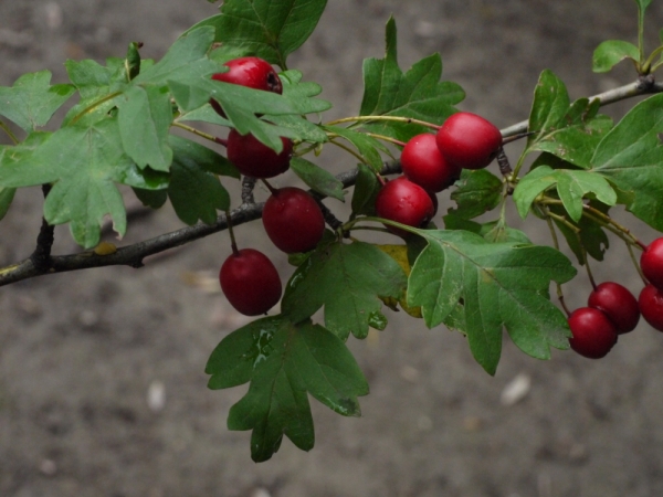 Annexe aubépine à un style - fruits.jpg