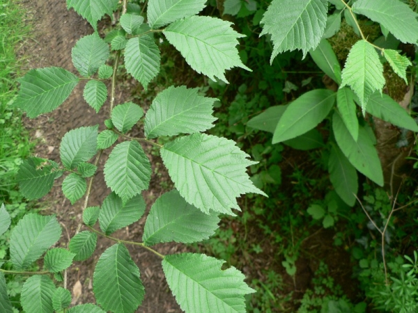 Annexe rameau dorme.jpg