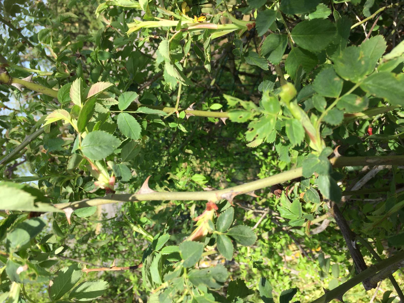 Annexe rosa canina 2.JPG