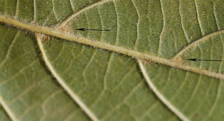 Annexe Feuille de tilleul.png