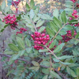 Annexe Pistachier lentisque.png