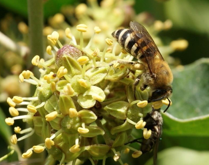 Annexe Mutualisme.png