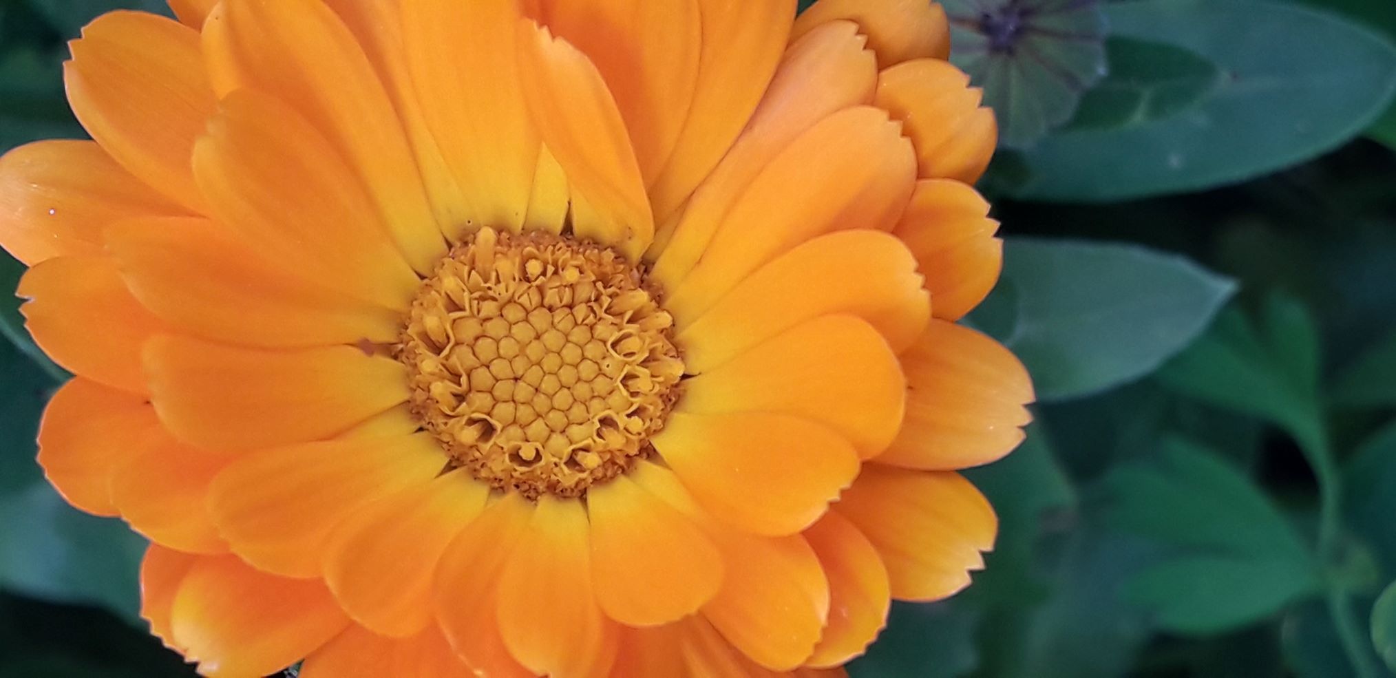 Annexe 20200328_145217.jpg