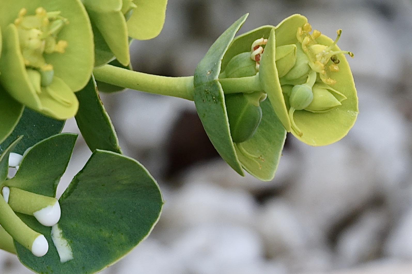 Annexe Euphorbia myrsinites interaction plante-organismes vivants