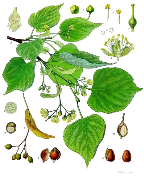 Annexe Tilia_cordata_-_Köhler–s_Medizinal-Pflanzen-139.jpg
