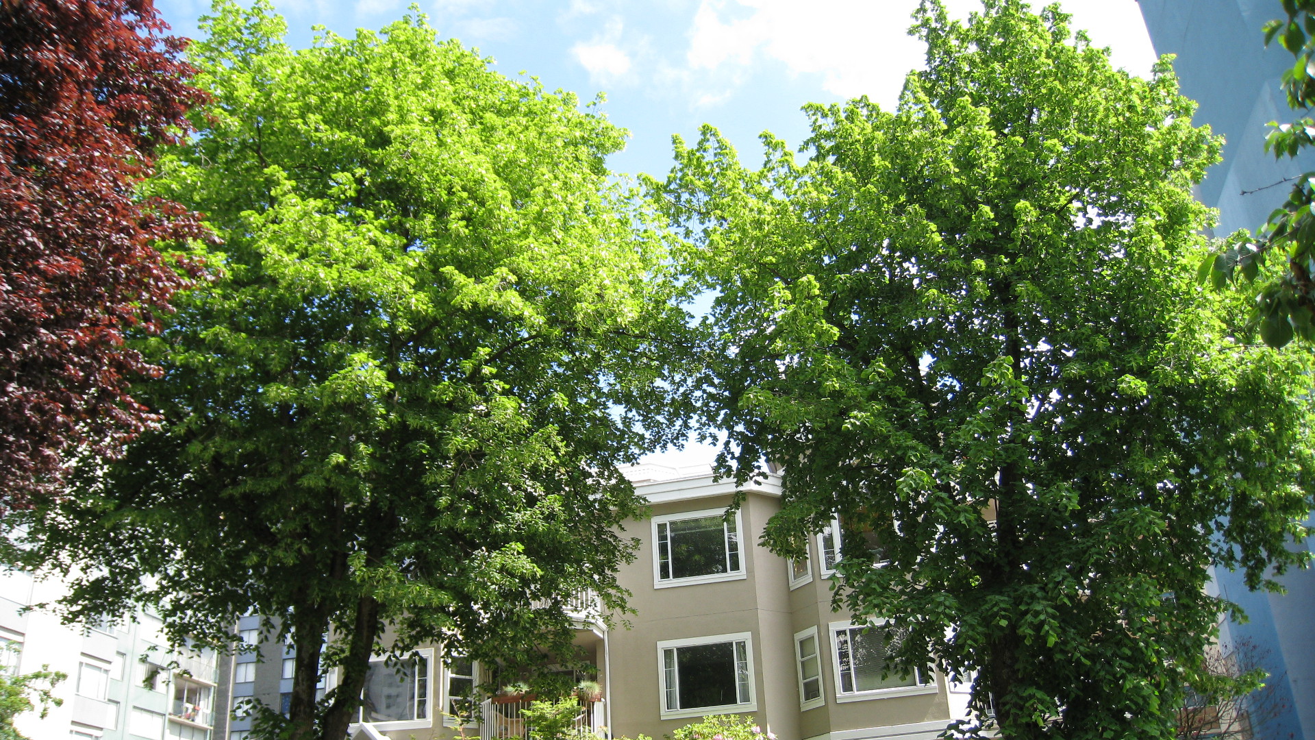 Annexe tilleul-damerique-tilia-americana.jpg