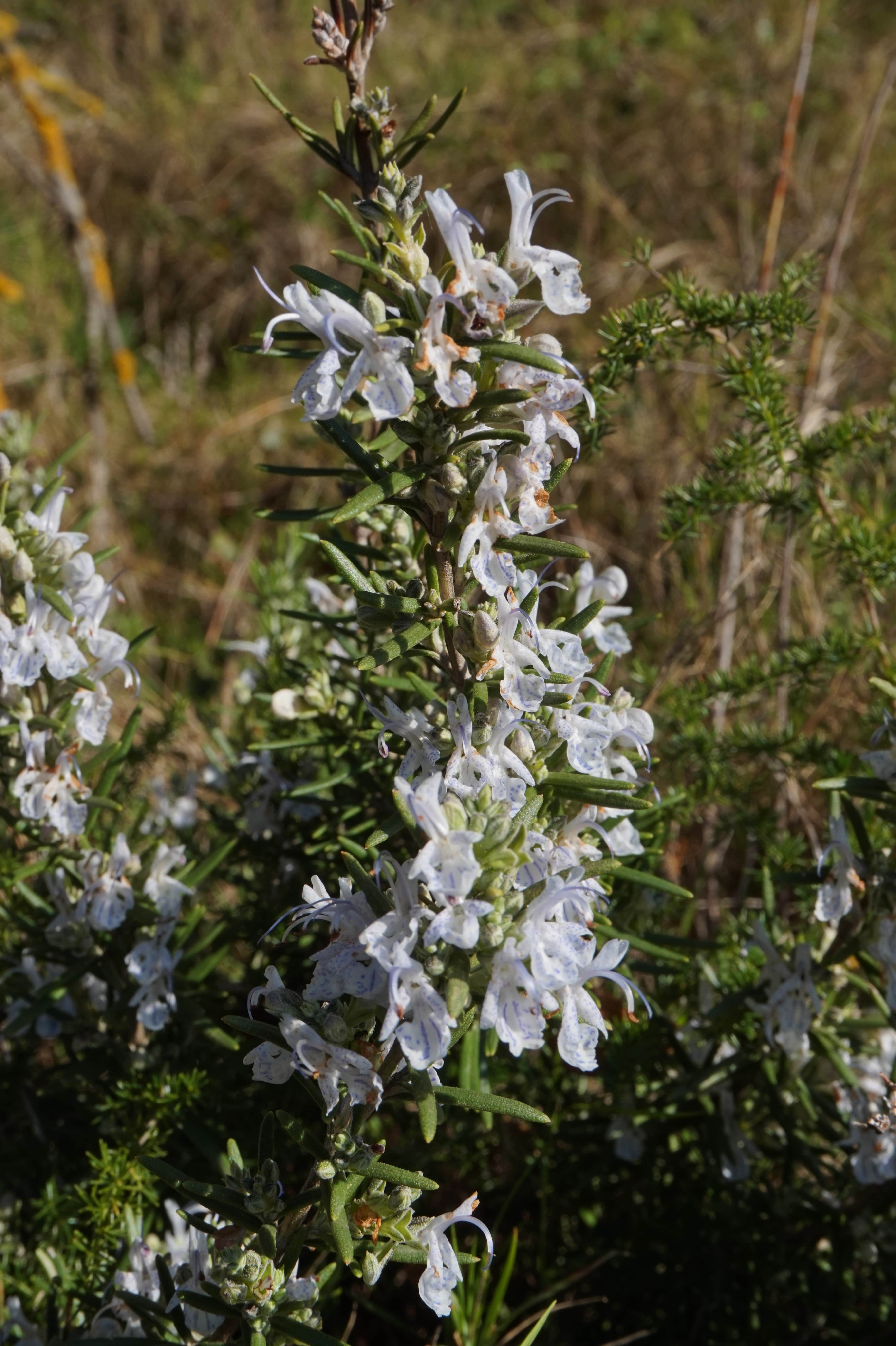 Annexe img_001108415O rosmarinus-min.jpg