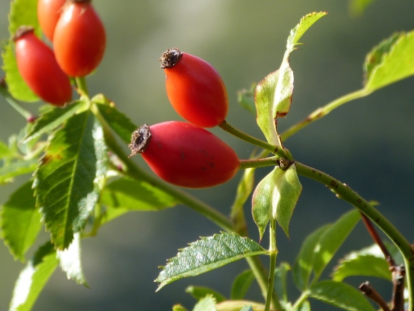 Annexe eglantier 7.jpg