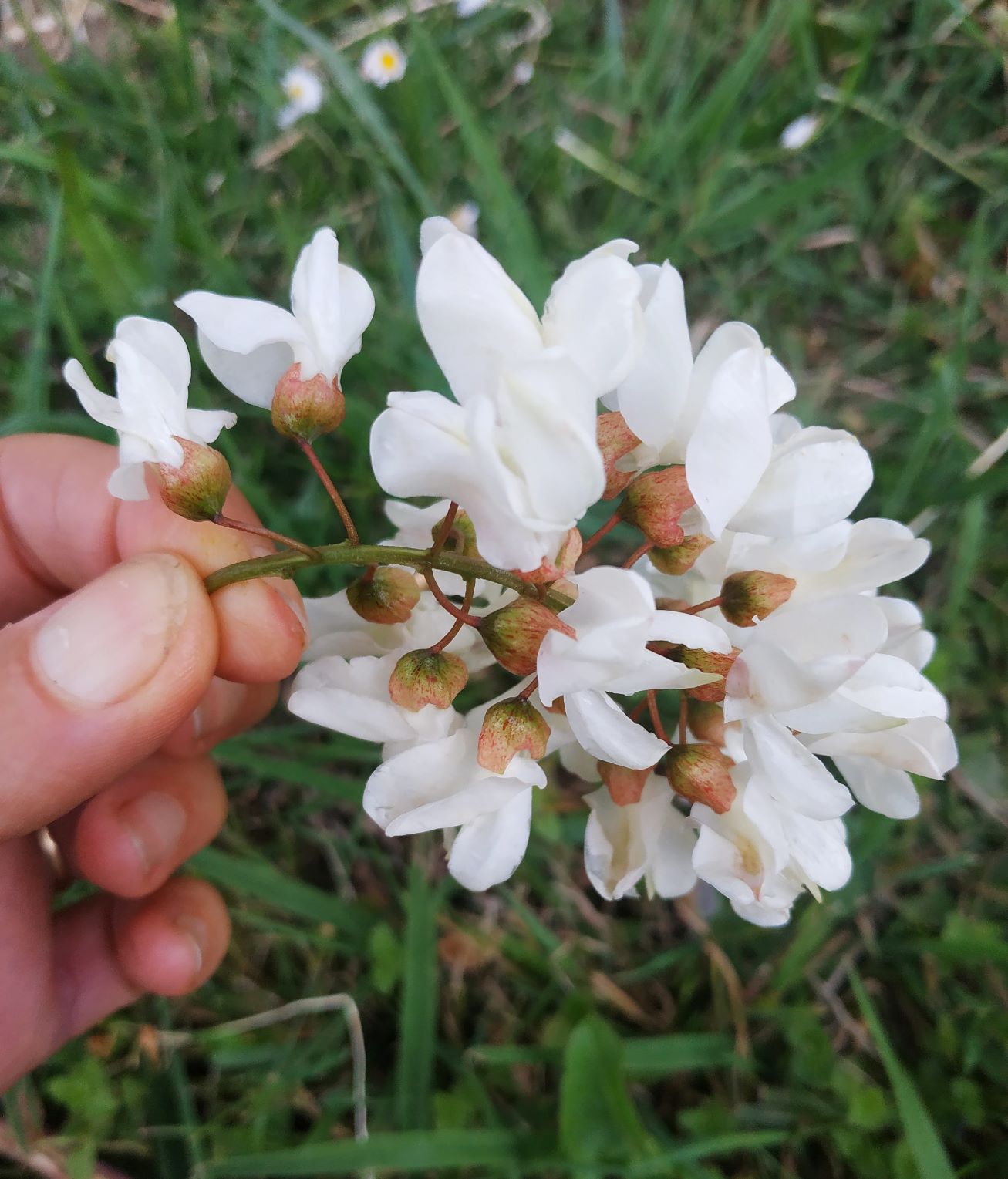 Annexe IMG_20200416_212852.jpg