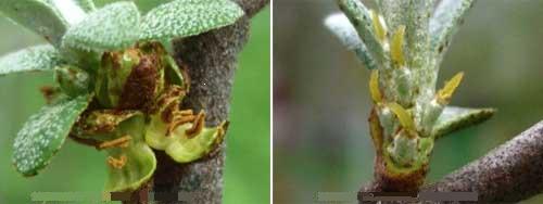 Annexe argousier fleurs males et femelles.JPG