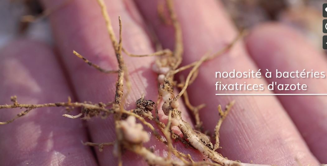 Annexe Nodosies à bacteries fixatrices dazote.JPG