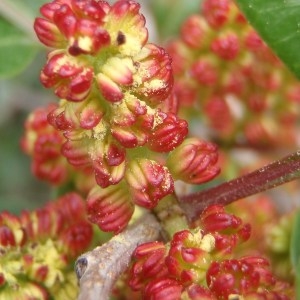 Annexe httpsapi.tela-botanica.orgimg000116900CRS.jpg