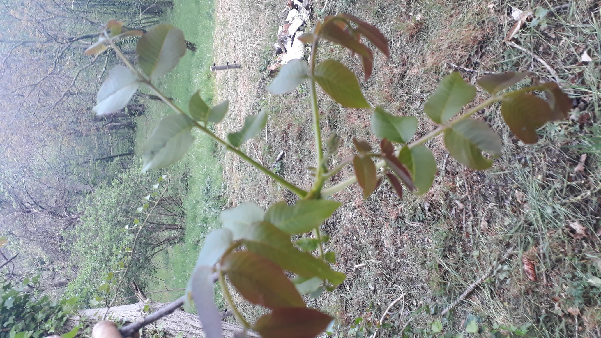 Annexe 20200419_192551-ConvertImage-ConvertImage.jpg