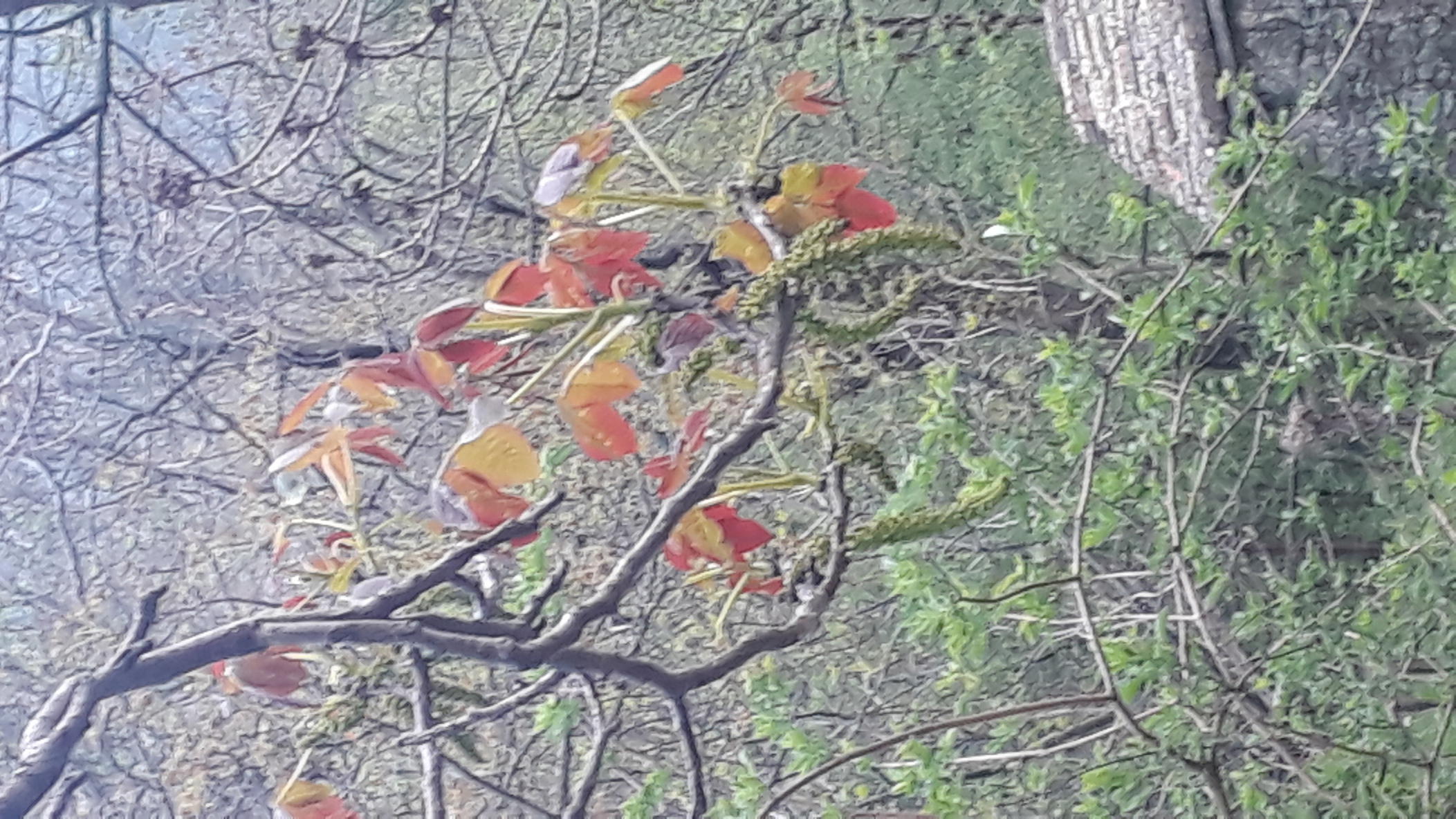 Annexe 20200419_192619-ConvertImage-ConvertImage.jpg