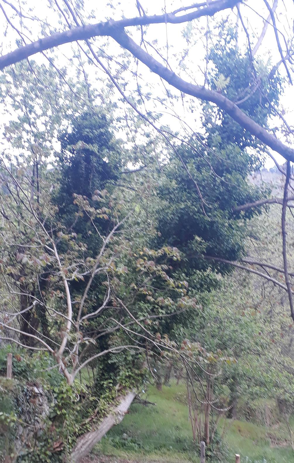 Annexe 20200421_112411-ConvertImage-ConvertImage.jpg