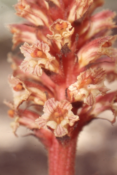 Annexe Orobanche Fuliginosa.jpg