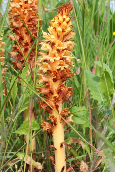 Annexe D1C85C34-855E-4121-90C0-F5F3127B8458.jpeg