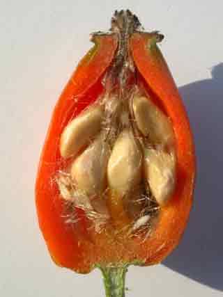 Annexe Image fruit et graines églantier.jpg